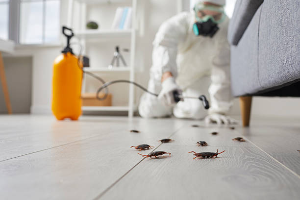 Trusted Cockroach Control service in Doney Park, AZ - Nex Pest Control